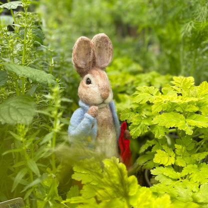 Beatrix Potter - Peter Rabbit and his Pocket Handkerchief Needle Felting Craft Kit